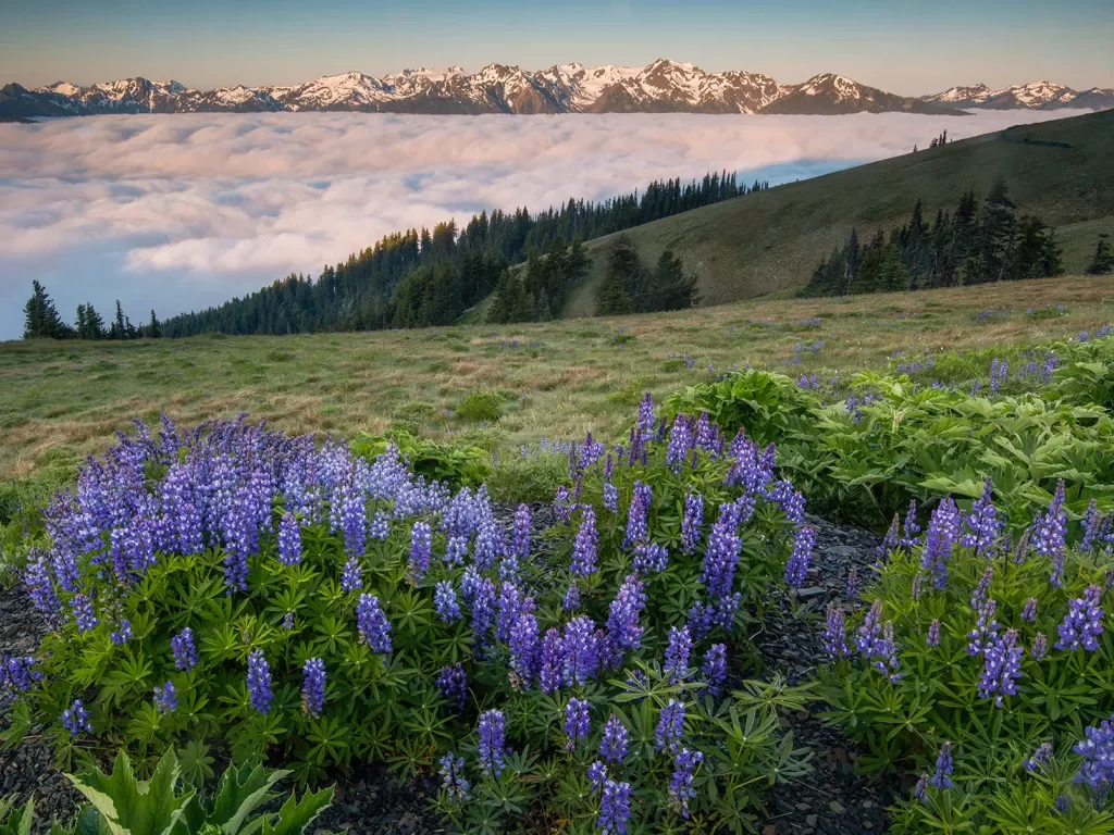 Purple plants on top of a hill overlooking fog in the distance