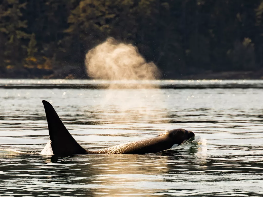 Killer whale peeking their head and fin out the ocean, blowing water out the blowhole