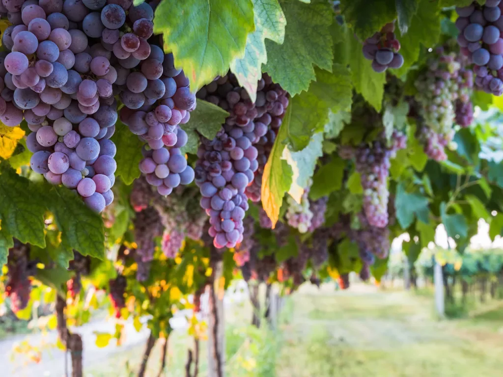 Wine grapes in a vineyard