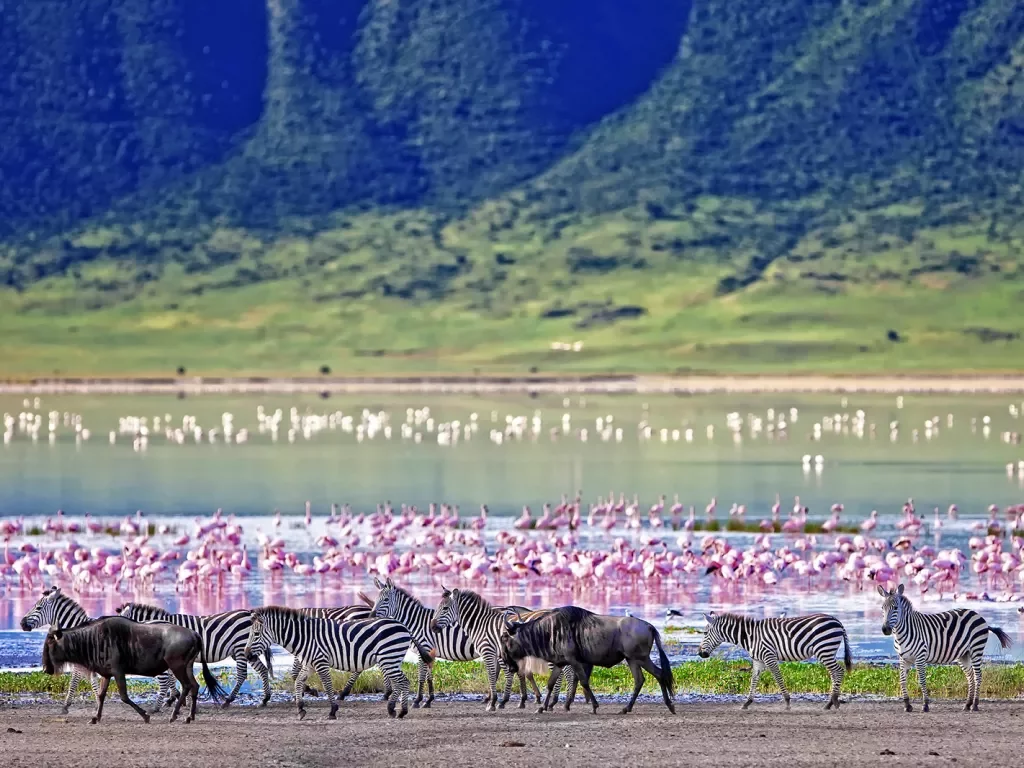 zebras walk by a lake where flamingos bathe