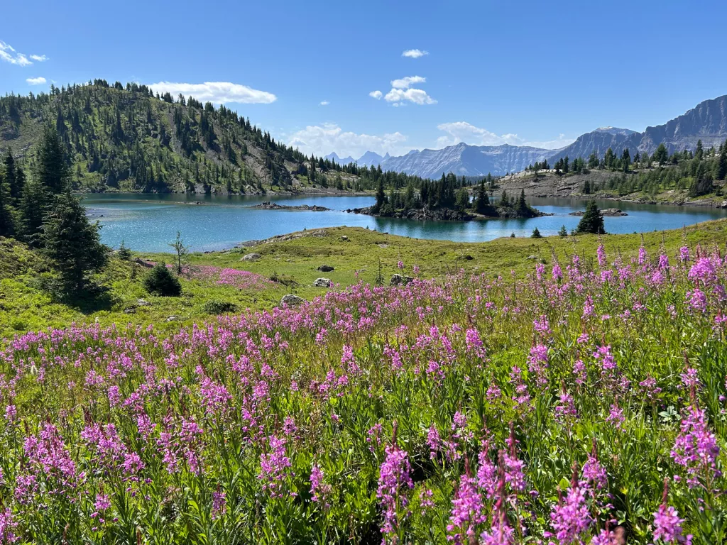 Open valley of grass and pink flowers, next to a lake surrounded by tall trees