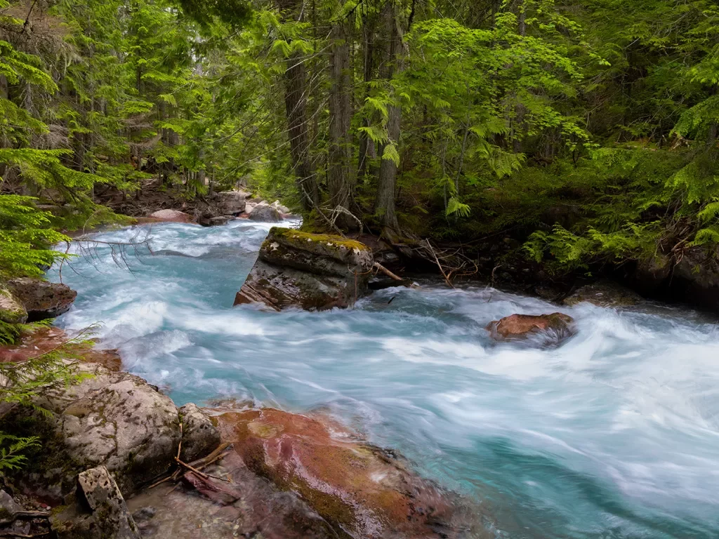 River in the middle of a forest