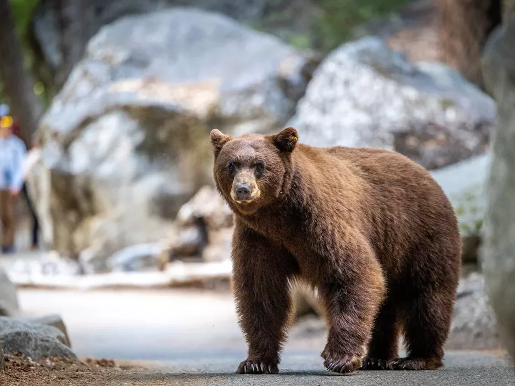 a bear walks by stones