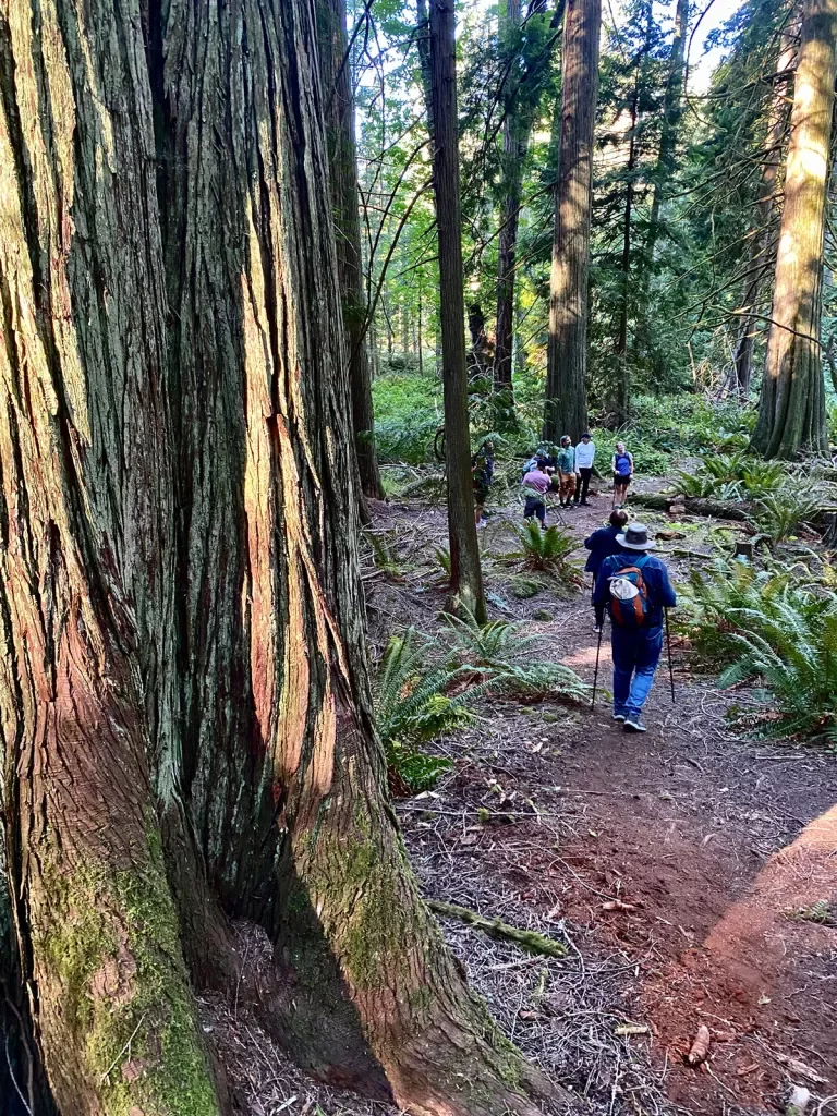 Group of people hiking in the woods with tall trees