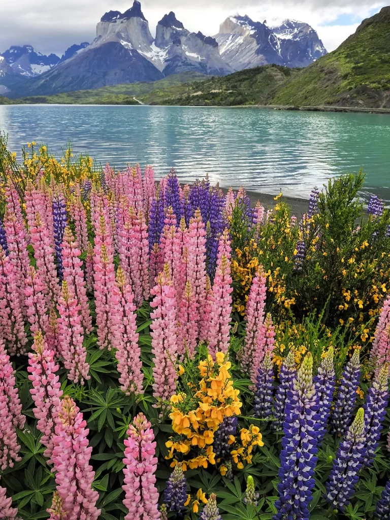 Pink and purple flowers next to an open lake with mountains in the distance