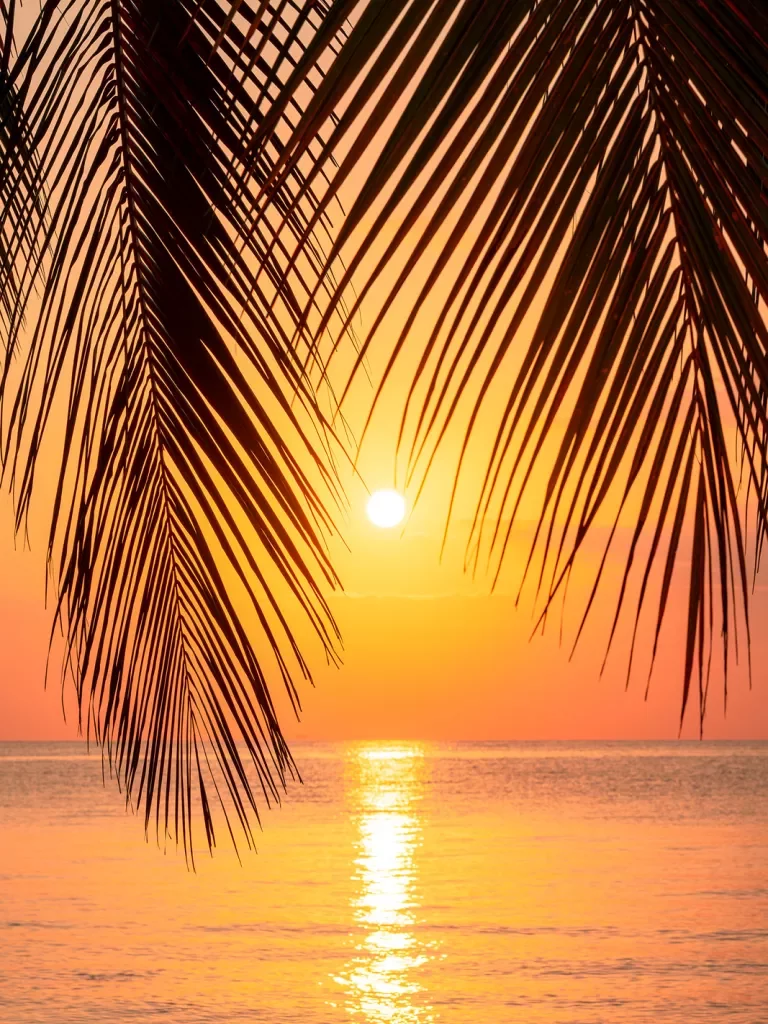 Palm tree branches with a sunset in the background