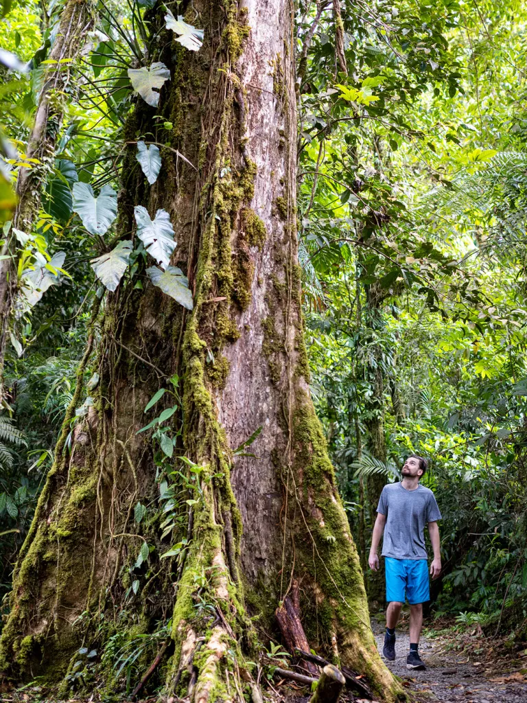 Man looking up to a tall tree that is covered with moss