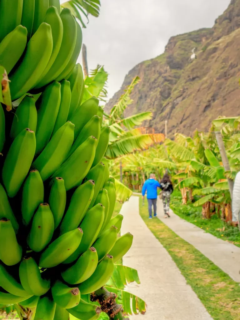 Green plantains with two people walking away in the distance