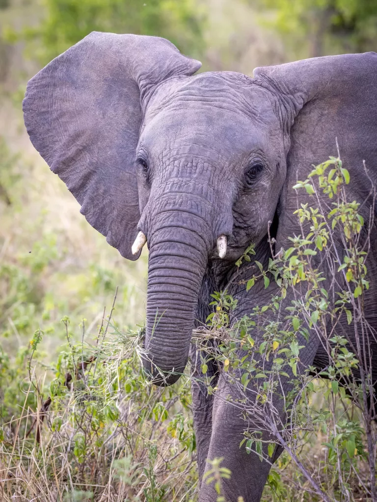 an elephant surrounded by shrubs