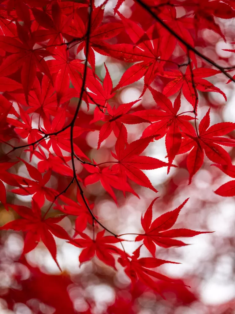 Red leaves on a branch