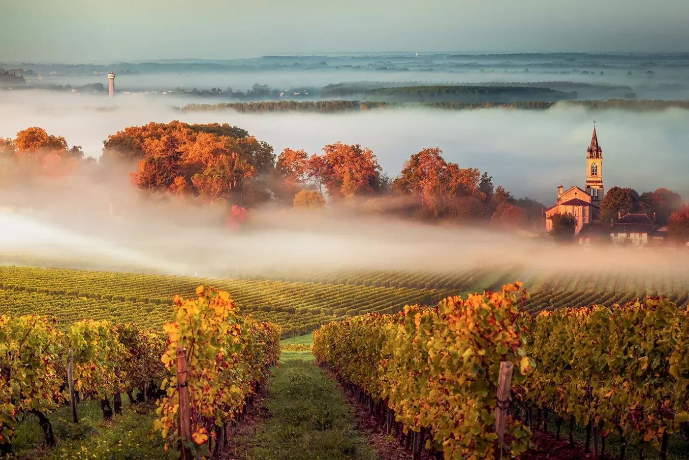 Shot of countryside vineyard, fog rolling in, sunrise.